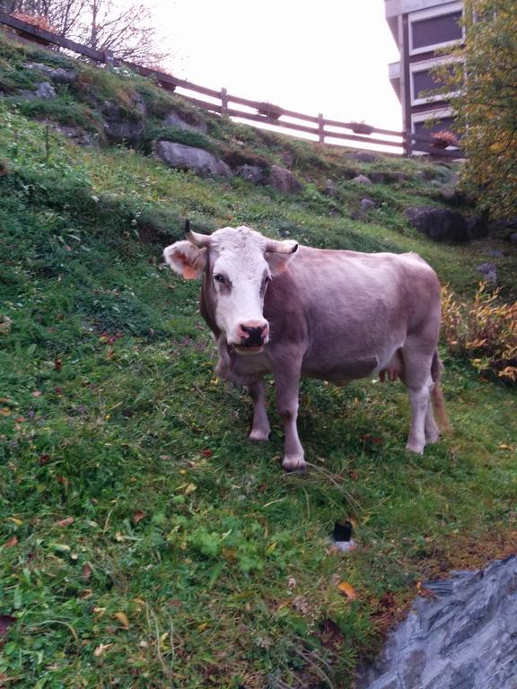 Apartamentos Multibaqueira Baqueira Beret Eksteriør billede